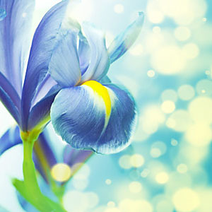 Fototapeta Blue Flower 5117